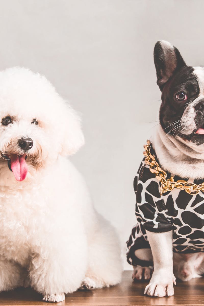 Charming Bichon Frise and stylish French Bulldog captured in a studio setting.