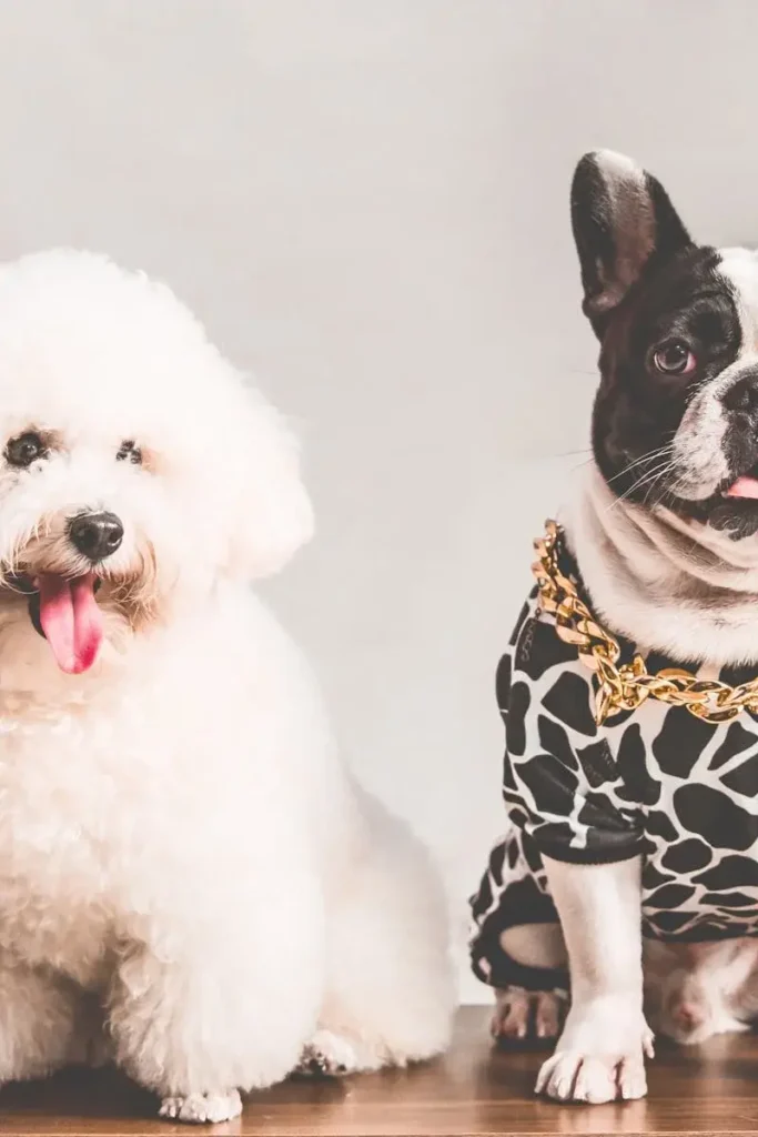 Pet Taxi Ride Perth. Suitable for all pets.