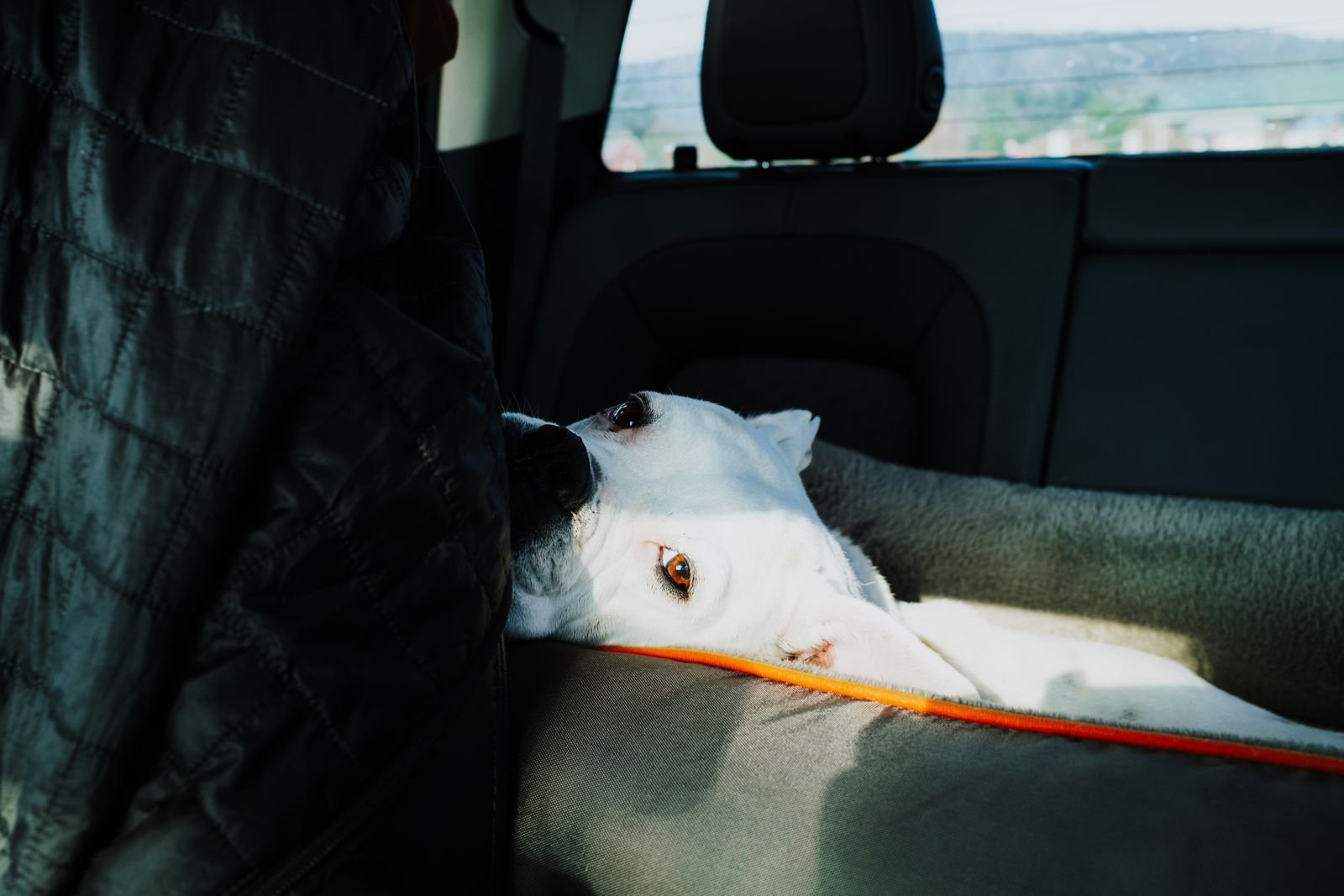 Dog resting comfortably on the back seat of a car