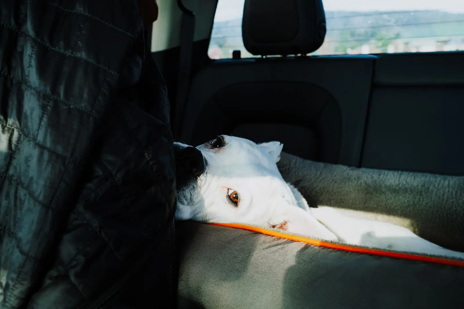Dog resting comfortably on the back seat of a car